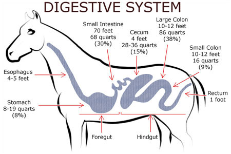 Diagram of the horse's digestive system showing the foregut and hindgut